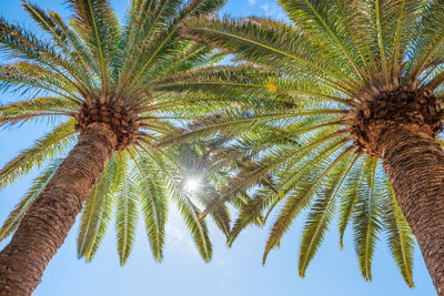 Low angle view of palm tree against sky