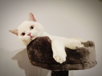 Portrait of white cat