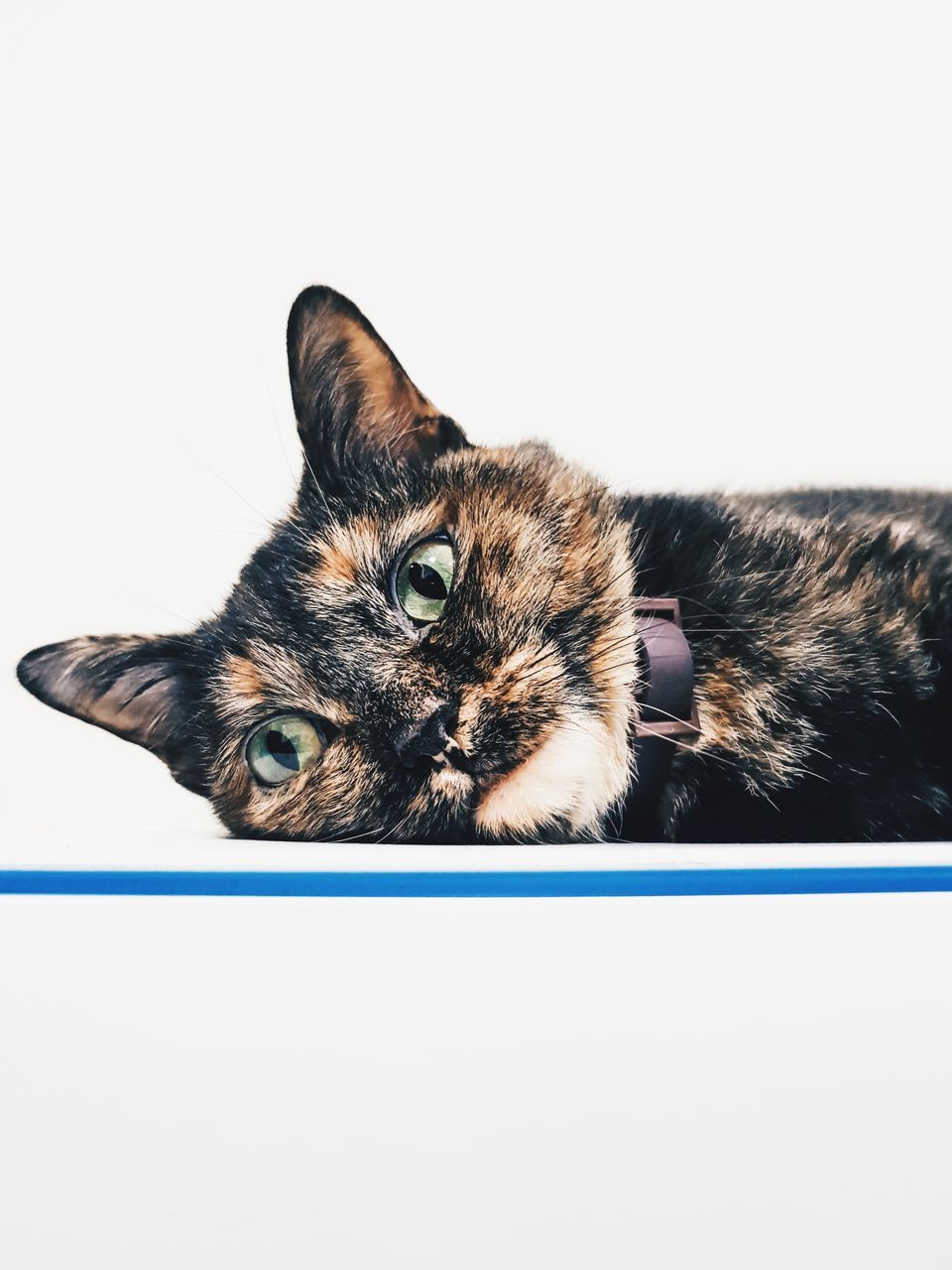 CLOSE-UP OF A CAT LOOKING AWAY AGAINST WHITE BACKGROUND