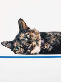 Close-up of a cat against white background