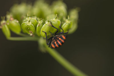 Close-up of butterfly on leaf