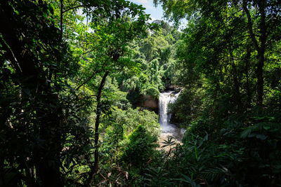 Scenic view of waterfall in forest