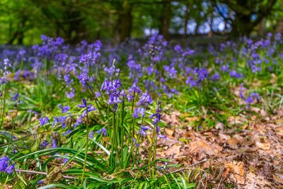 Close-up of purple crocus flowers on field