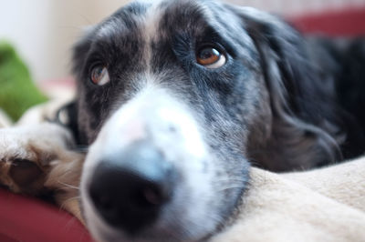 Close-up portrait of black dog