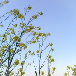 Low angle view of trees against blue sky
