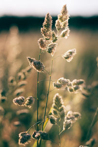 Close-up of insect on plant