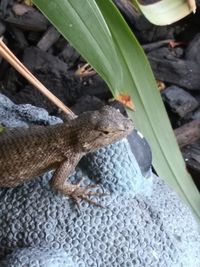 Close-up of lizard