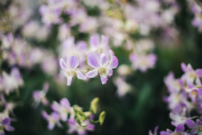 Close-up of purple flowering plants on field