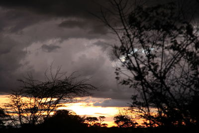 Silhouette of bare trees against cloudy sky