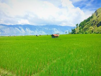 Scenic view of grassy field against cloudy sky