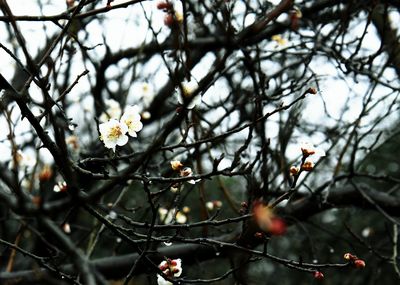 Low angle view of blossom on tree