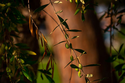Close-up branch with green olives in corfu island, greece. small depth of field.