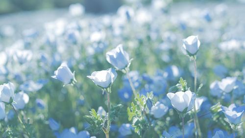 Close-up of white flowering plant in field