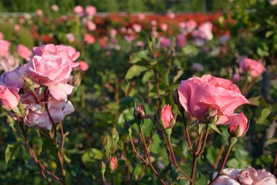 Pink roses and buds growing on field