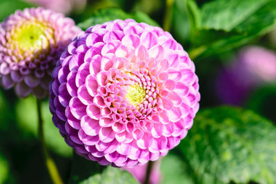 Close-up of pink dahlia flower