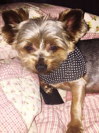 Portrait of dog relaxing on bed