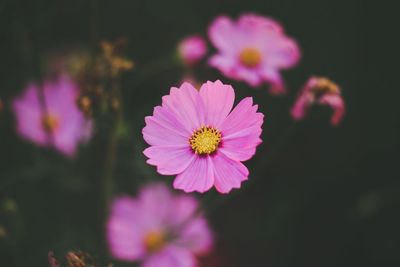 Close-up of pink cosmos flower