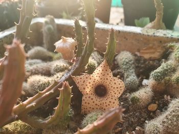 Close-up of succulent plant