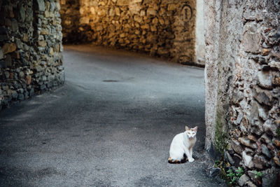 Portrait of cat