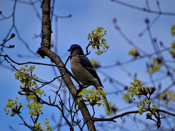 Low angle view of bird perching on tree against sky