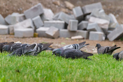 Pigeons foraging on grassy field