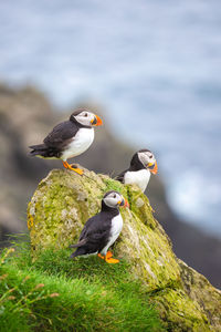 Close up view of the beautiful puffins, fratercula,mykines island, faroe islands. high quality photo