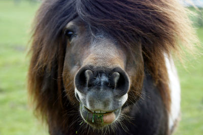 Close-up of a horse