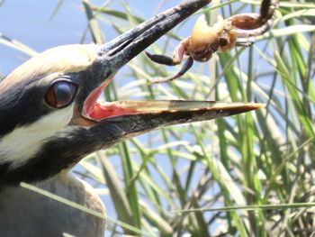 Close-up of a bird