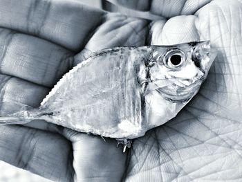Close-up of hand holding fish