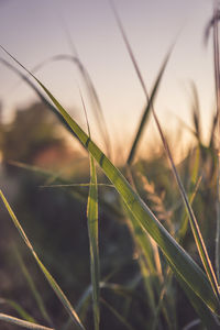 Close-up of insect on grass