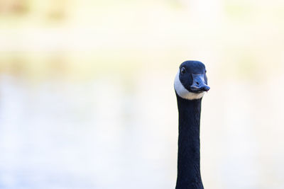 Close-up of a bird looking away