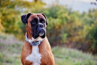 Portrait of dog standing on field