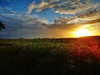 Scenic view of field against sky during sunset