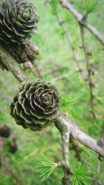 Close-up of plant