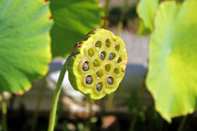 Close-up of lotus water lily