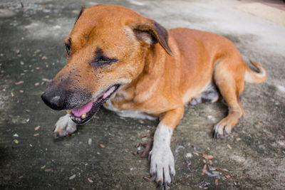 High angle view of dog on footpath