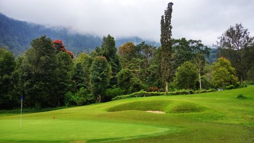 Trees on golf course