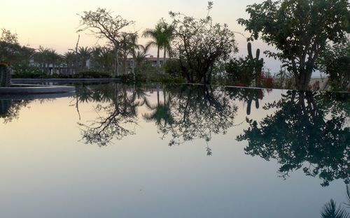 Reflection of trees in lake