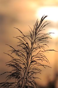 Close-up of silhouette plant against sky during sunset