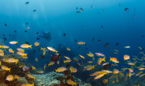 Fish swimming in sea