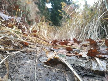 Close-up of autumn leaves