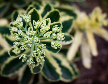 Close-up of white rose on leaves