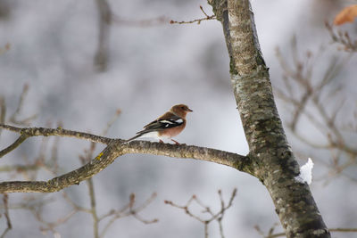 Low angle view of a bird perching on branch