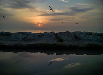 Silhouette birds flying over sea against sky during sunset