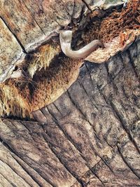 High angle view of lizard on tree trunk