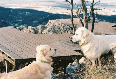 High angle view of golden retriever sitting on snow