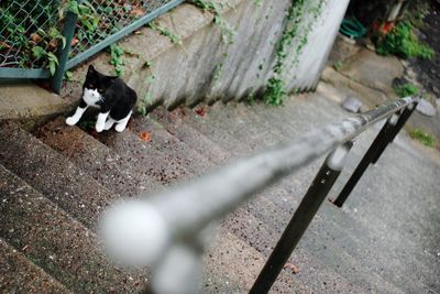 Portrait of black cat on stairs at park