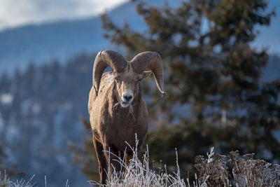 Portrait of an animal on field