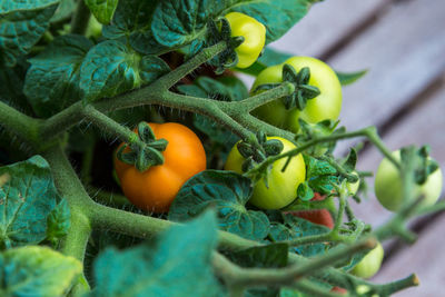 Close-up of fruit growing on plant