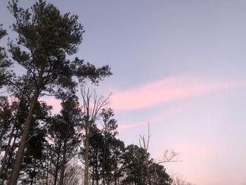 Low angle view of silhouette trees against sky during sunset